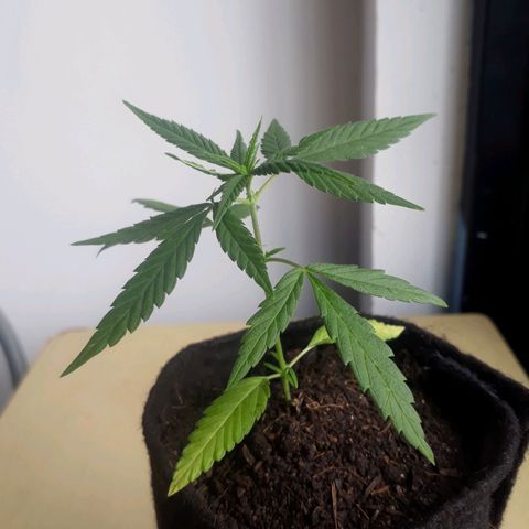 Acertijo  growlog timeline photo