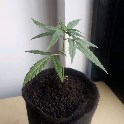 Acertijo  growlog timeline photo