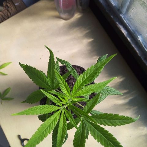 Acertijo  growlog timeline photo