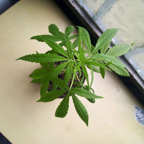 Acertijo  growlog photo: Hermosa 
