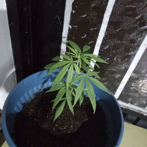 Acertijo  growlog photo: Te pondrás hermosa en tu nueva casa 