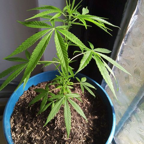 Acertijo  growlog photo: Flaca hermosa
