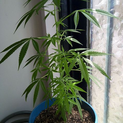 Acertijo  growlog timeline photo