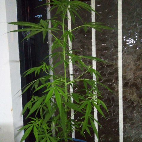 Acertijo  growlog timeline photo
