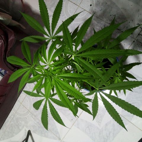 Acertijo  growlog timeline photo
