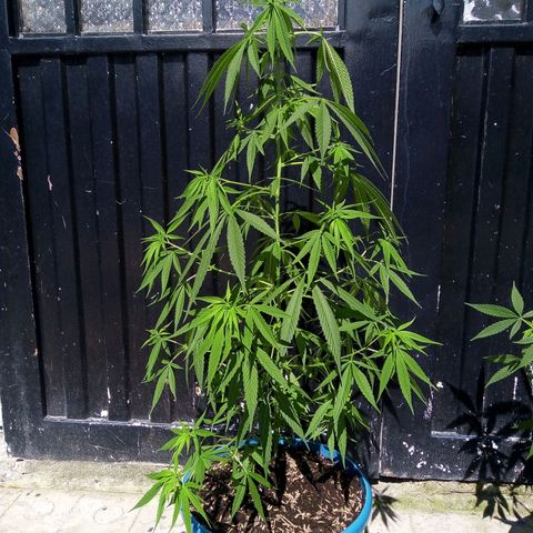 Acertijo  growlog timeline photo