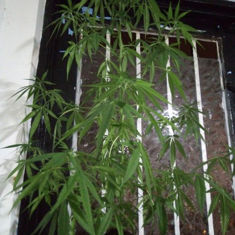 Acertijo  growlog timeline photo