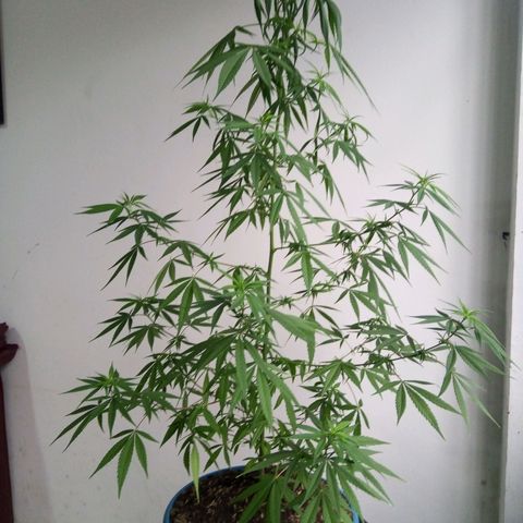 Acertijo  growlog timeline photo
