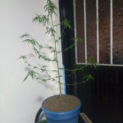 Acertijo  growlog timeline photo