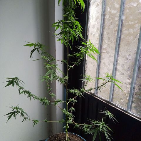 Acertijo  growlog timeline photo
