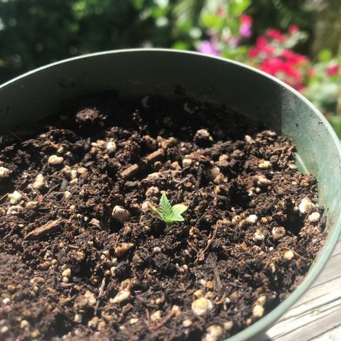 Fruit Automatic Green Pot  growlog photo: Progress 