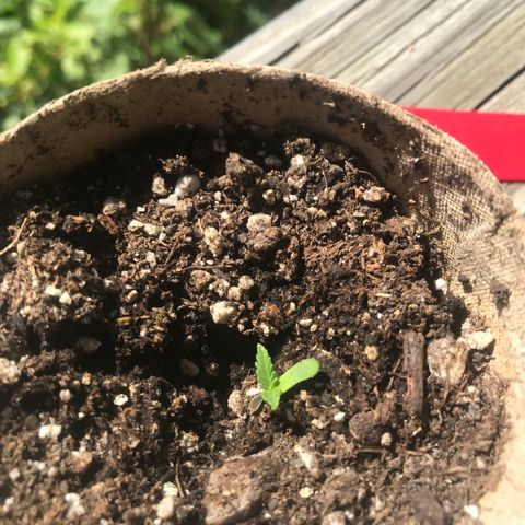 Fruit Automatic Brown Pot growlog photo: More defined secondary leaves 