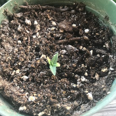 Fruit Automatic Green Pot  growlog timeline photo