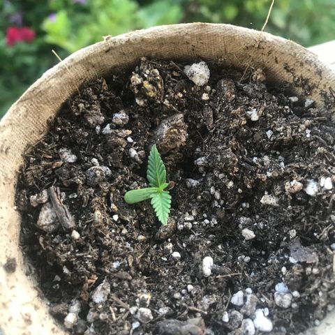 Fruit Automatic Brown Pot growlog timeline photo