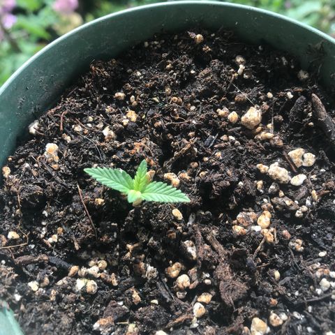 Fruit Automatic Green Pot  growlog photo: New leaves popping