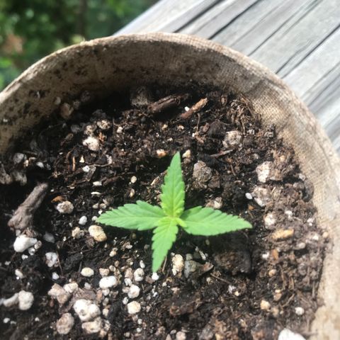 Fruit Automatic Brown Pot growlog photo: Oh buddy 