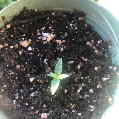 Fruit Automatic Green Pot  growlog timeline photo