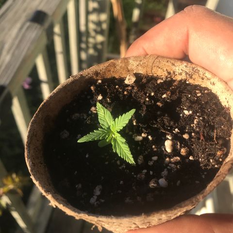 Fruit Automatic Brown Pot growlog timeline photo