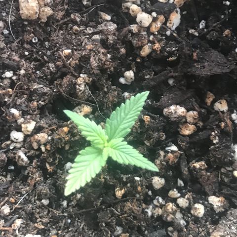 Fruit Automatic Green Pot  growlog photo: Excellent 