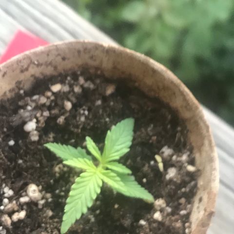 Fruit Automatic Brown Pot growlog photo: AHAHAHAHAHAHA