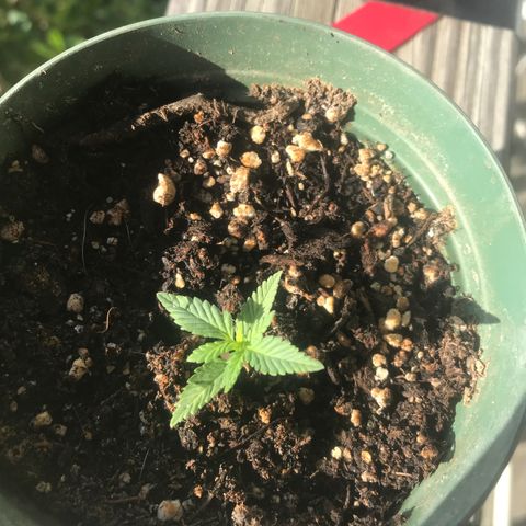 Fruit Automatic Green Pot  growlog timeline photo
