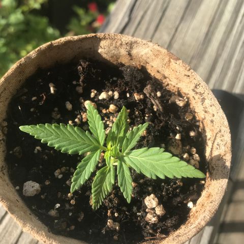 Fruit Automatic Brown Pot growlog timeline photo