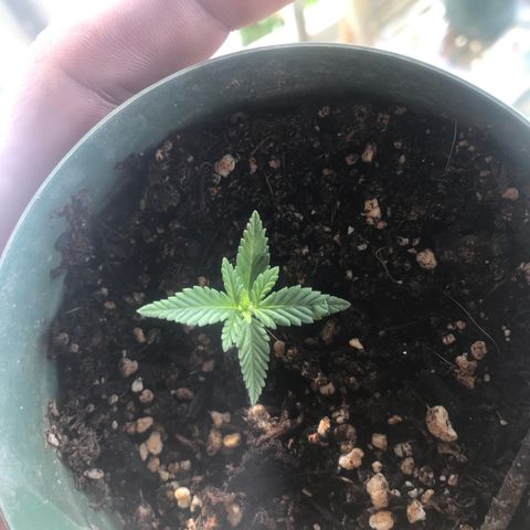 Fruit Automatic Green Pot  growlog timeline photo