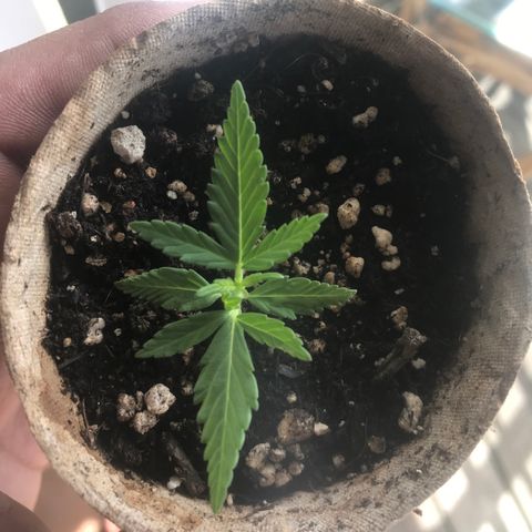 Fruit Automatic Brown Pot growlog timeline photo
