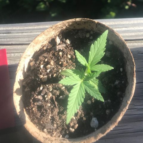 Fruit Automatic Brown Pot growlog photo: Seems to have gained some height, it’s looking healthy 