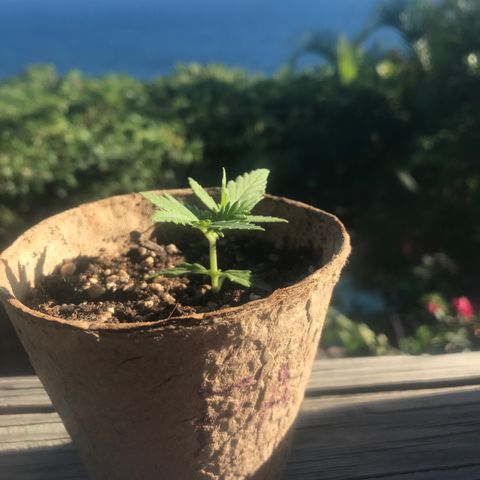 Fruit Automatic Brown Pot growlog photo: Seems to have gained some height, it’s looking healthy 