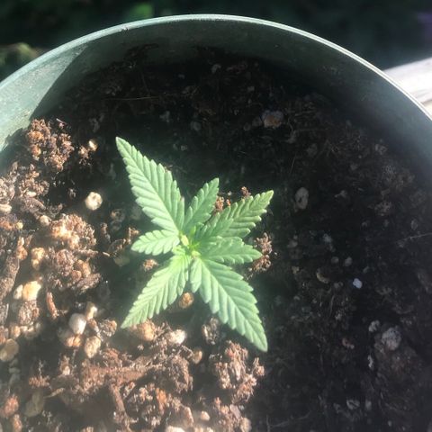 Fruit Automatic Green Pot  growlog photo: Gettin taller! 
