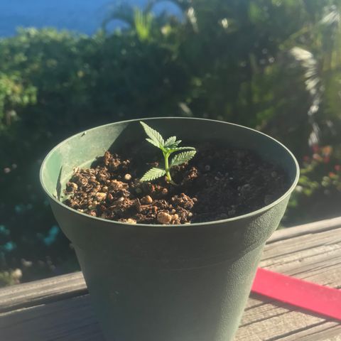 Fruit Automatic Green Pot  growlog photo: Gettin taller! 