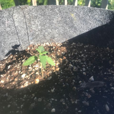 Zkittles 7 litre  growlog photo: Excellent...