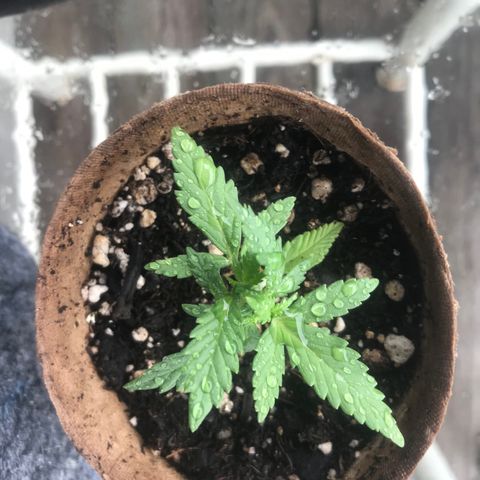 Fruit Automatic Brown Pot growlog photo: Going on 3 weeks old now 