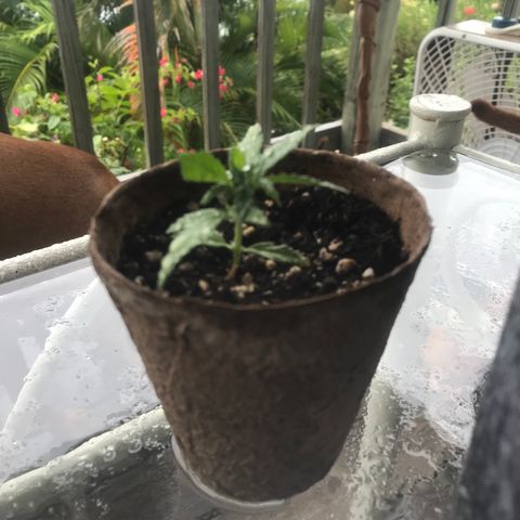 Fruit Automatic Brown Pot growlog photo: Going on 3 weeks old now 