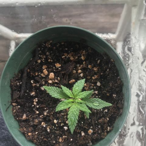 Fruit Automatic Green Pot  growlog photo: Thinking it’s time to transplant