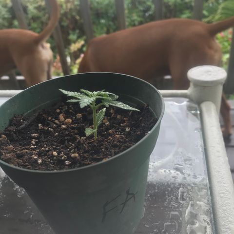 Fruit Automatic Green Pot  growlog photo: Thinking it’s time to transplant