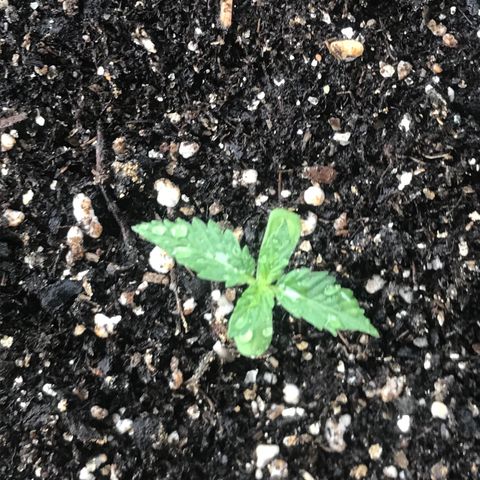 Zkittles 7 litre  growlog timeline photo