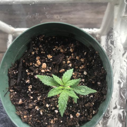 Fruit Automatic Green Pot  growlog timeline photo