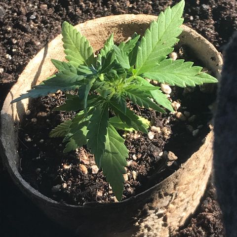 Fruit Automatic Brown Pot growlog photo: Seeds transplanted into big pots today the brown pot is supposed to rot away either way we opened up the bottom of the pot 
Concerned about the little white flowers that signals that it’s reached sexual maturity early and possibly won’t grow any more 