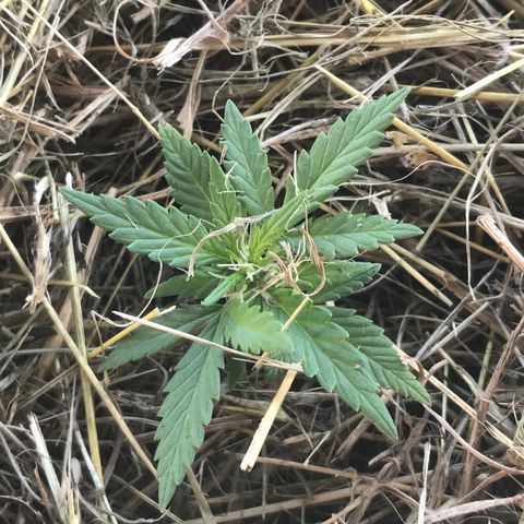 Fruit Automatic Green Pot  growlog photo: Transplanted into 5 gallon pot mulched and watered 