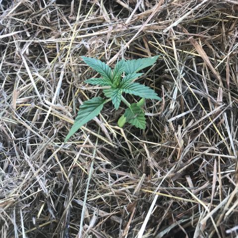 Zkittles 7 litre  growlog photo: My star pupil doing well 