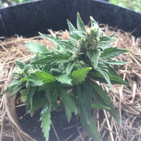 Fruit Automatic Brown Pot growlog photo: Orange hairs 