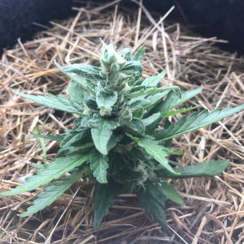 Fruit Automatic Green Pot  growlog photo: Orange hairs 