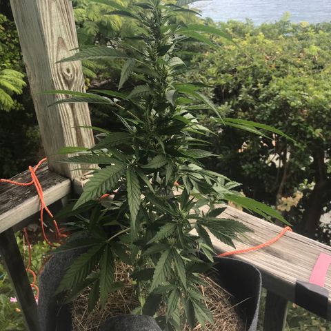 Zkittles 7 litre  growlog photo: The bigg’n