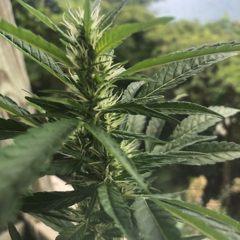 Zkittles 7 litre  growlog photo: The bigg’n