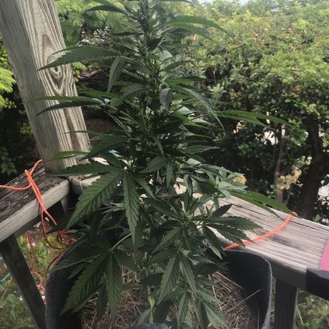 Zkittles 7 litre  growlog timeline photo