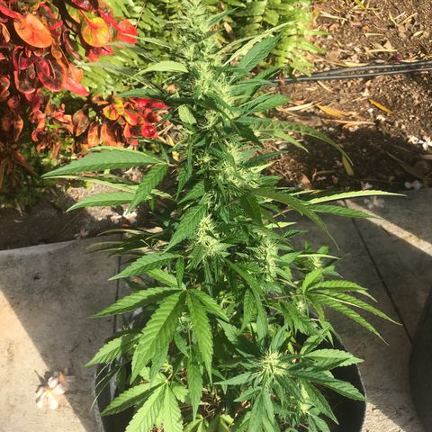 Zkittles 7 litre  growlog photo: Ain’t she pretty 