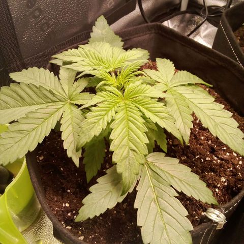 Bubbelkush growlog timeline photo