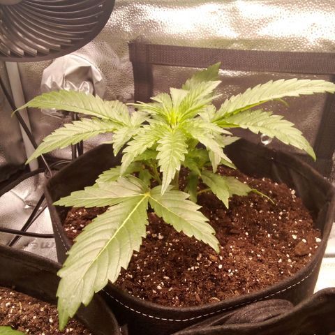 Cookies gelato  growlog timeline photo